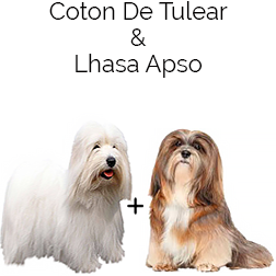 Lhasa Coton Dog
